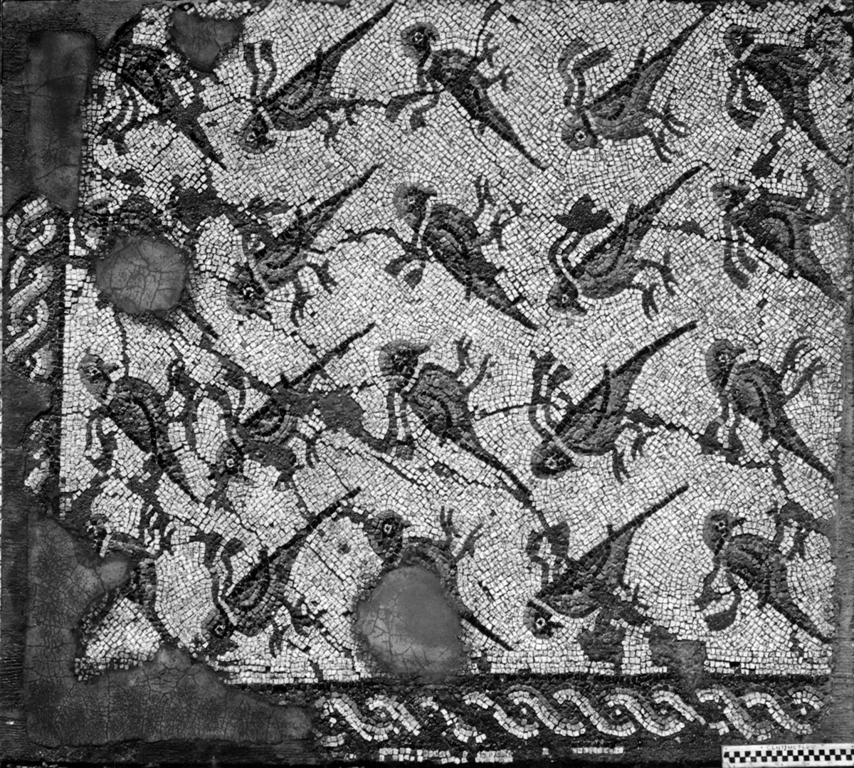 The Parrots Mosaic as soon as it was found during archaeological excavations, Daphne, 1935. (Photo via Princeton University Archive)