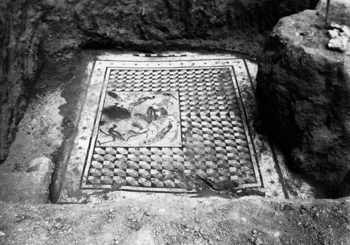 The Kantharos and Birds Mosaic as soon as it was found during archaeological excavations, mosaic of Daphne, 1932. (Photo via Princeton University Archive)