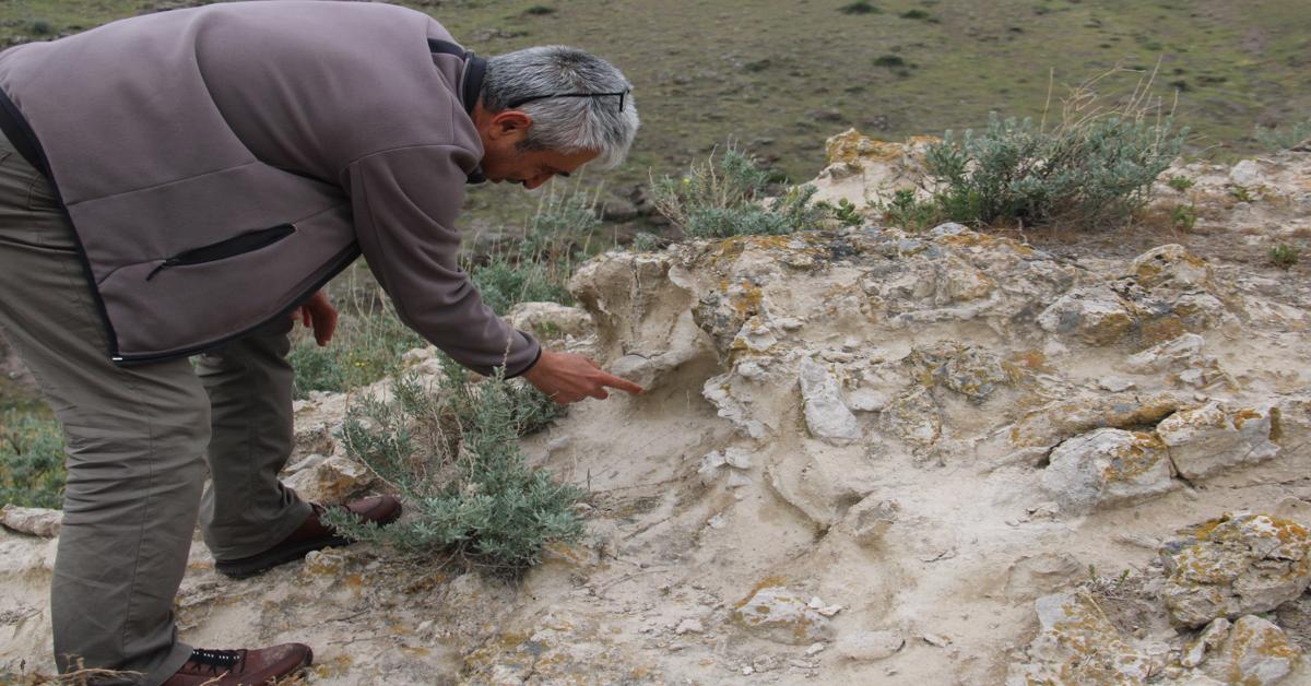 10 million-year-old tree fossils found in Kayseri, Türkiye