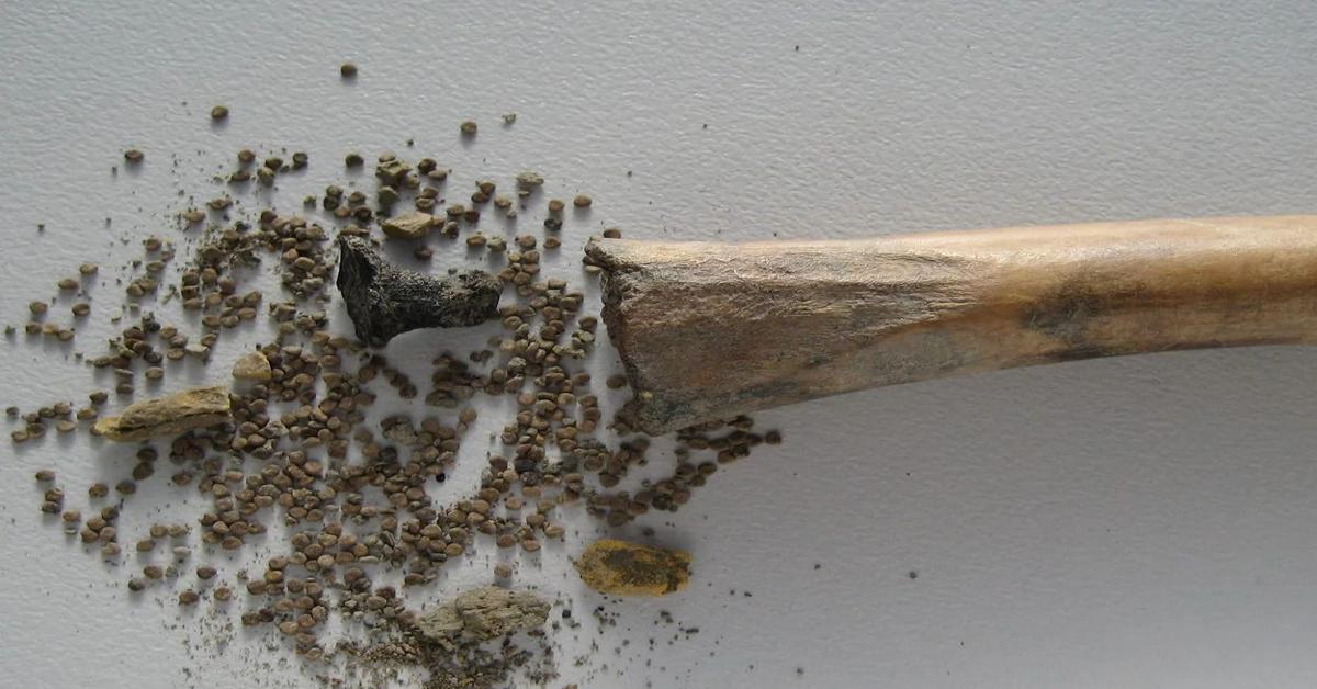 Carved bone containing medicinal herb found in Roman settlement