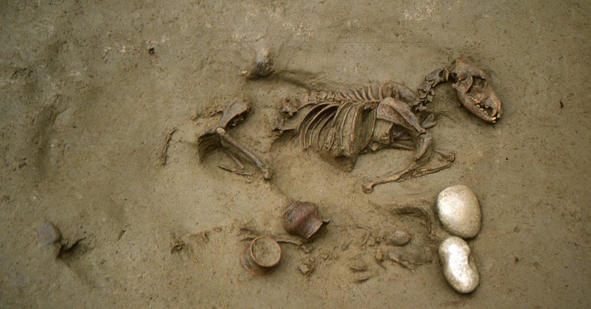 Co-burial in 2,000-year-old cemetery reveals roots of friendship with pets
