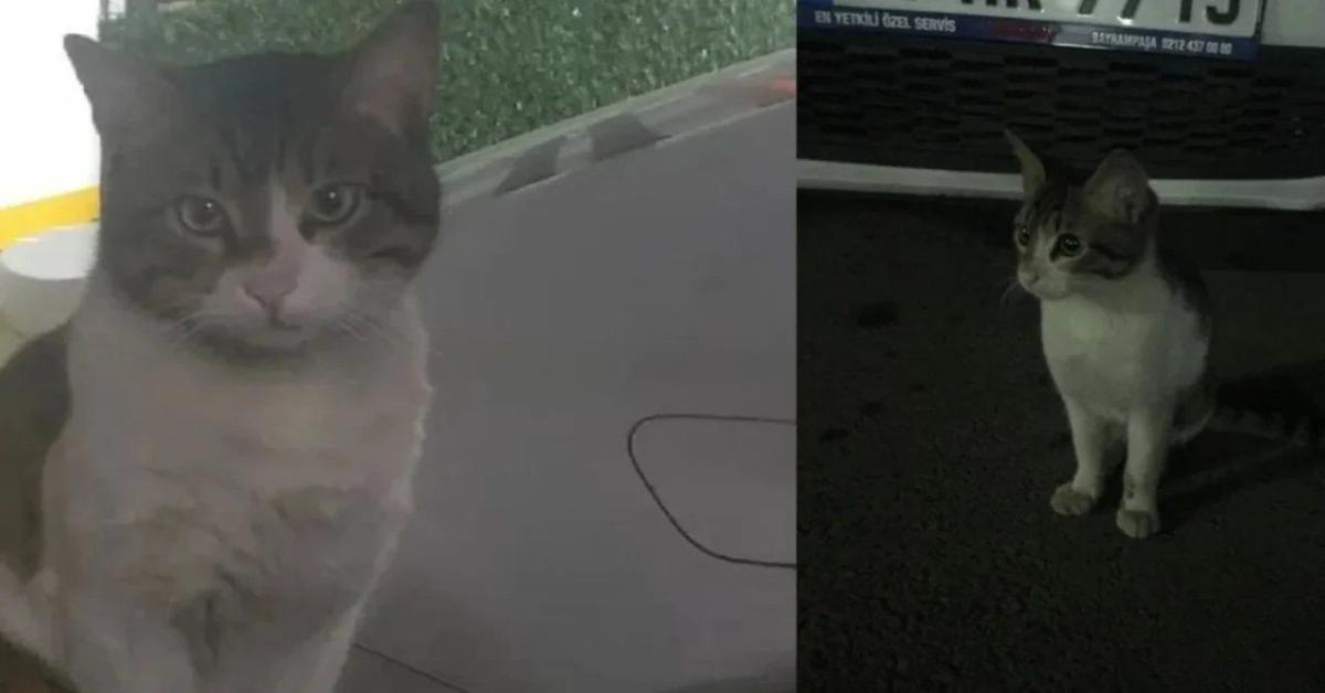 Court sentences cat killer to 30 months in prison
