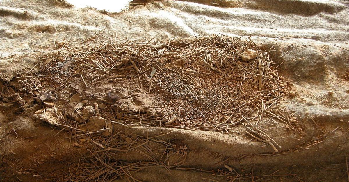 Data from Xinjiang Uygur Autonomous Region provides insights into ancient cooking traditions