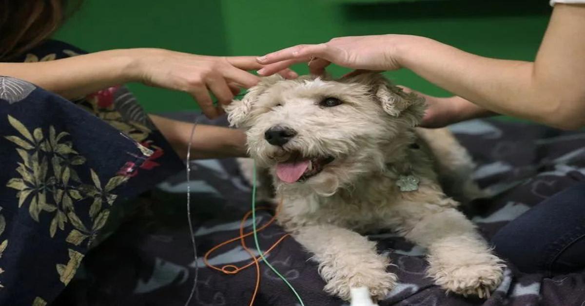 Dogs can associate words with objects, study reveals