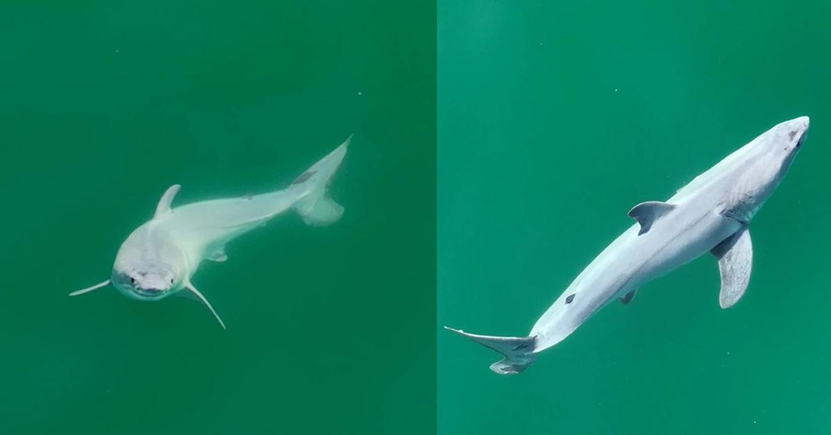 First-ever sighting of newborn great white shark excites scientific community
