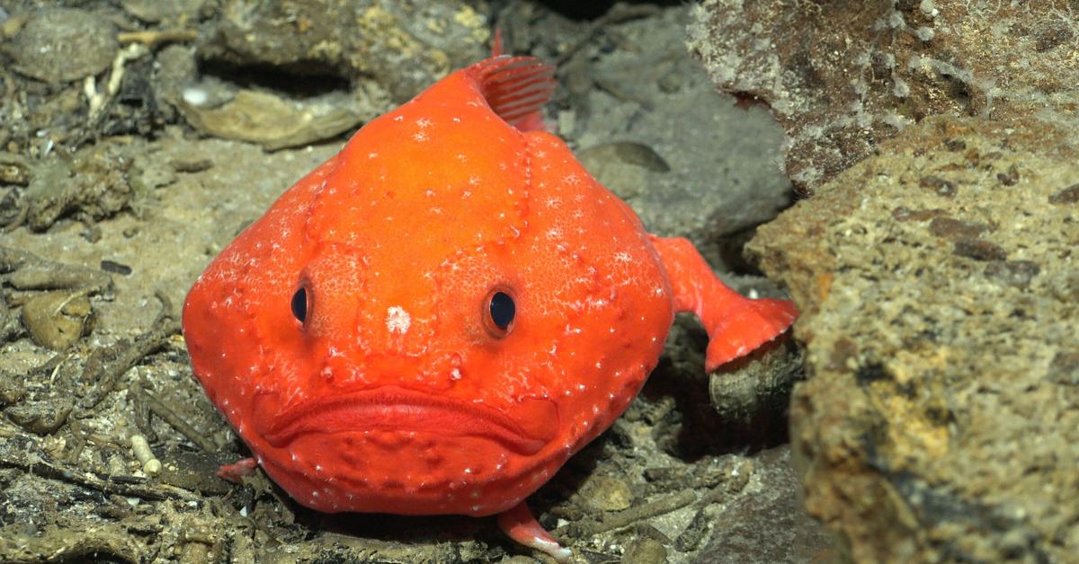 International research team discovers more than 50 new marine species