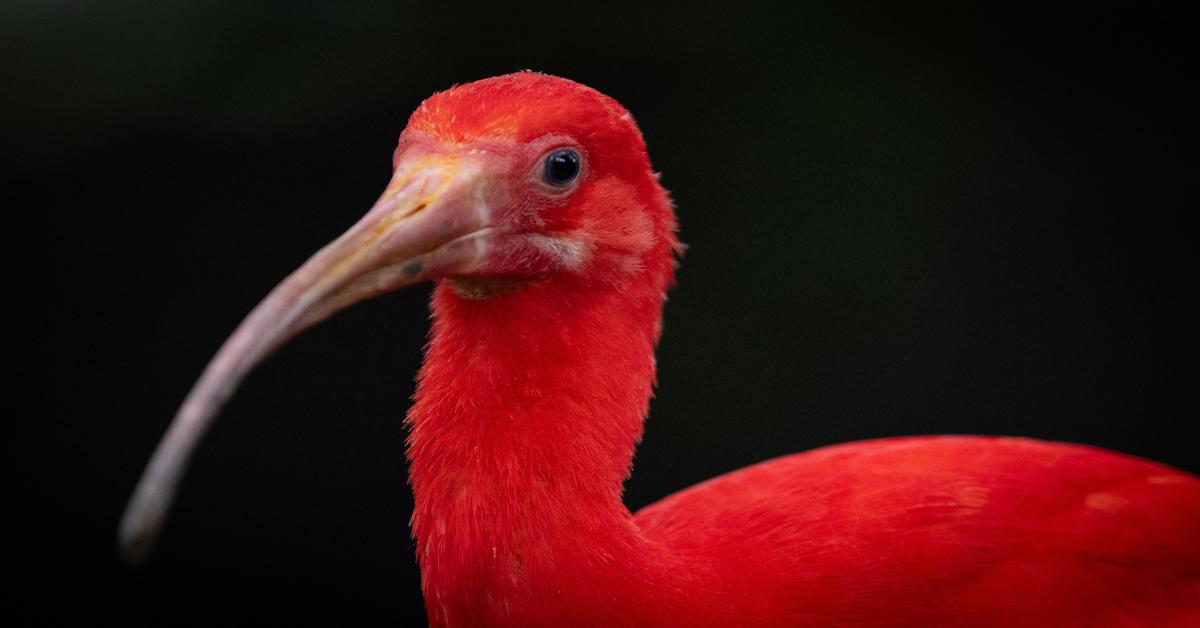 New study to uncover Earth's ancient secrets reshapes bird evolution