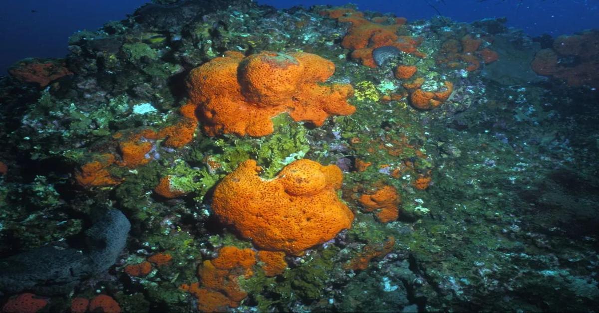 Ocean sponge skeletons unveil deeper history of global warming