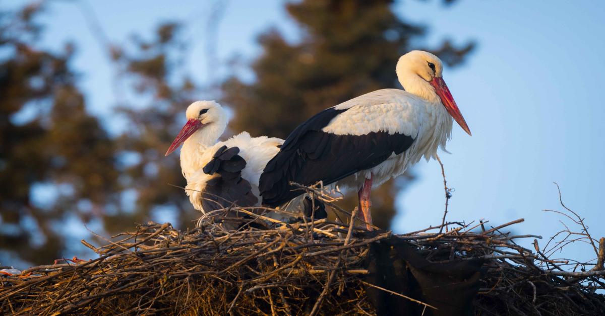 Stork 