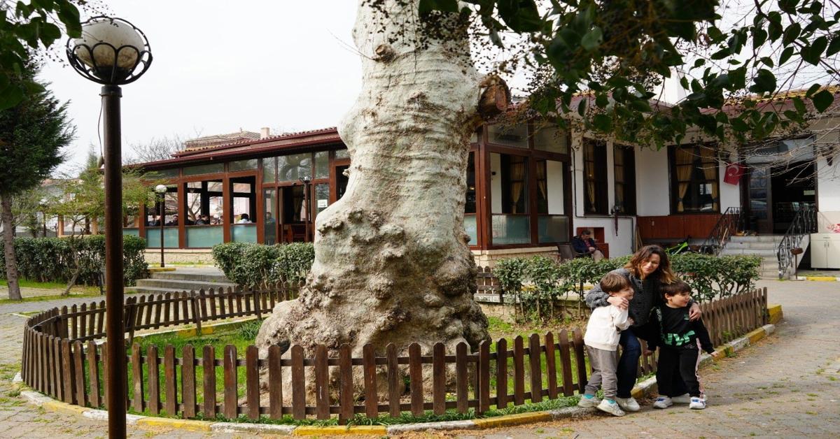 Visitors enjoy Turkish coffee under centuries-old plane tree in Türkiye's Kocaeli