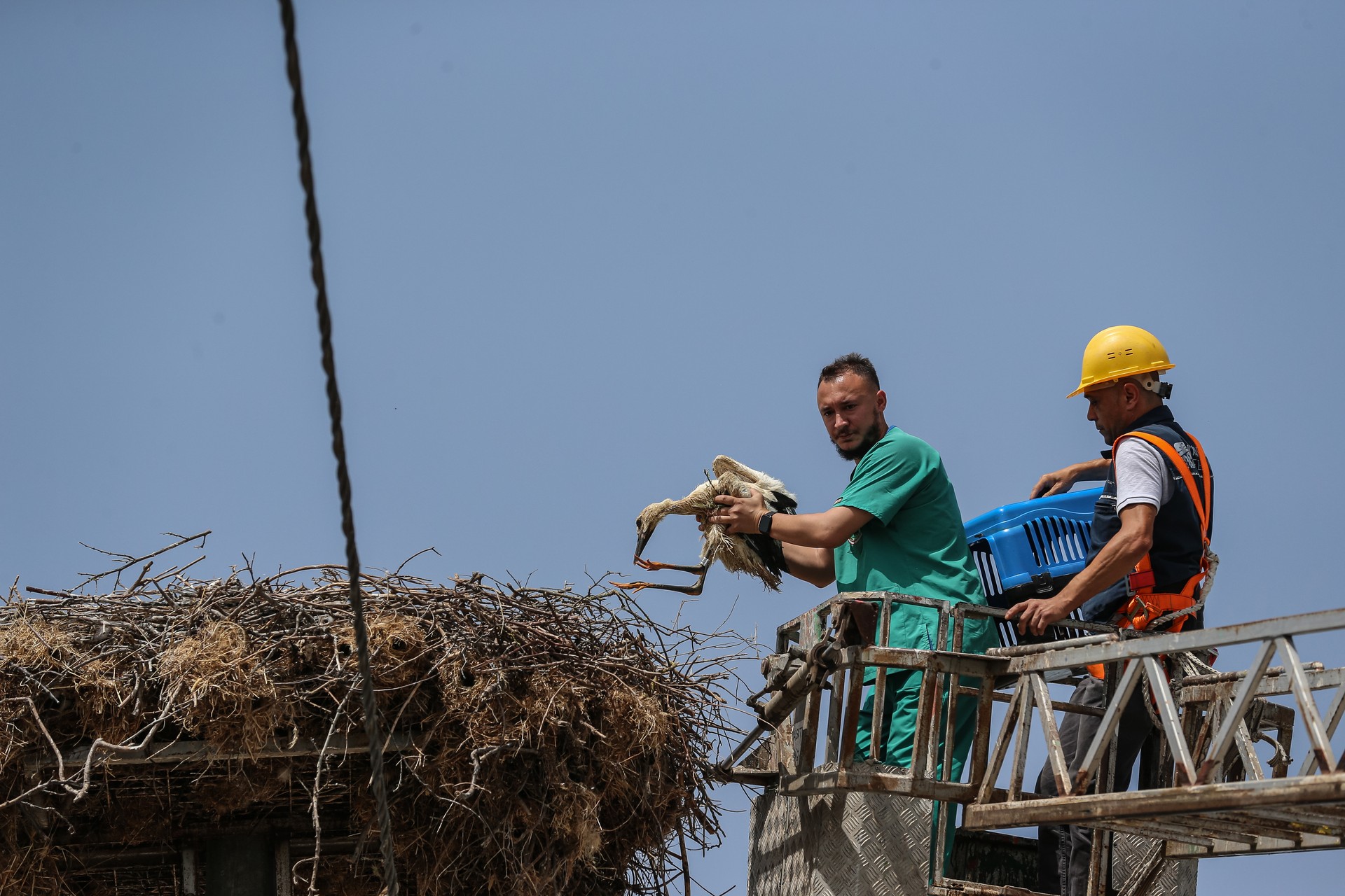 Successful rescue of Turkish fisherman's stork-friend, Yaren's chick