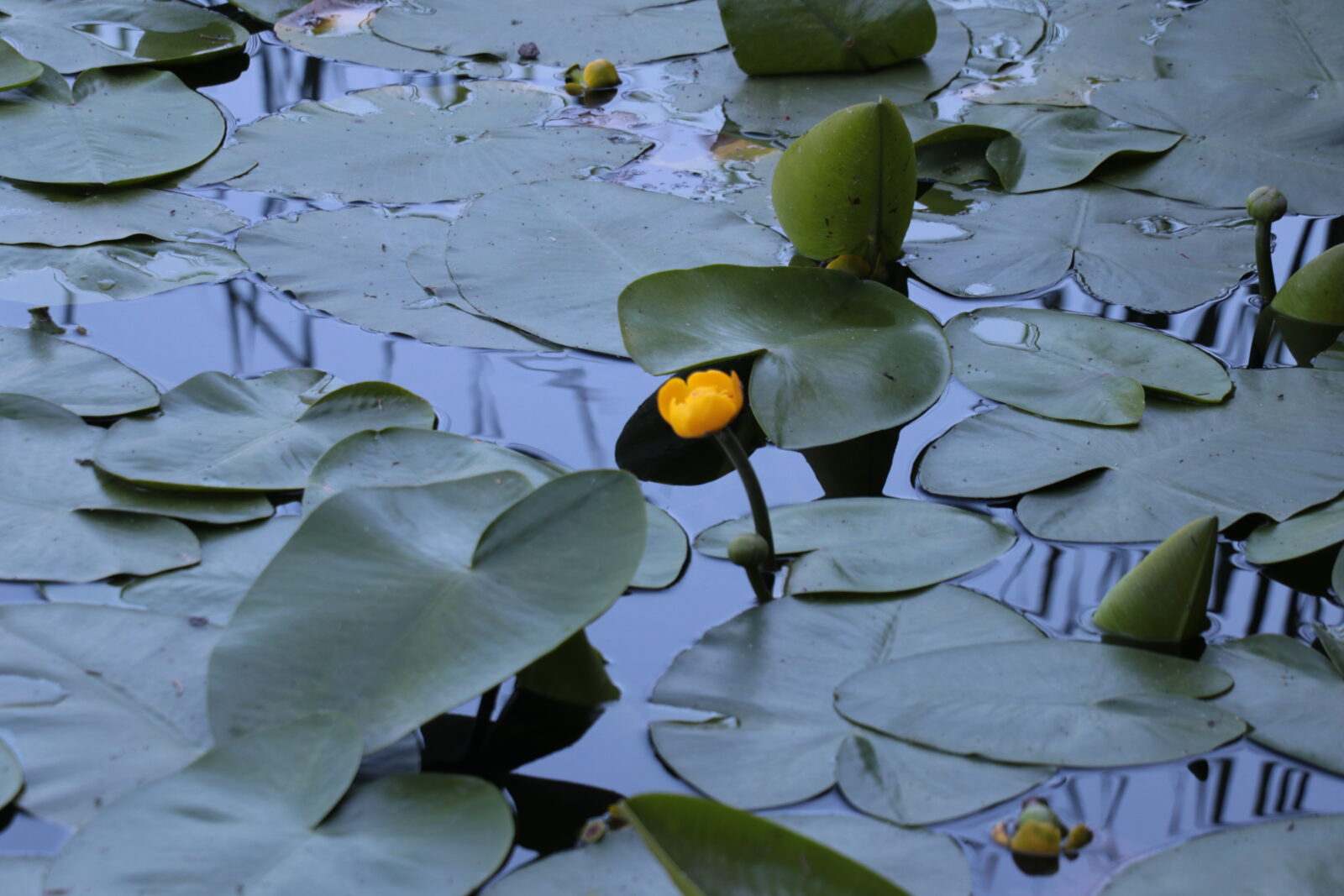 Warning for tourists: Hefty fines for picking endemic flower