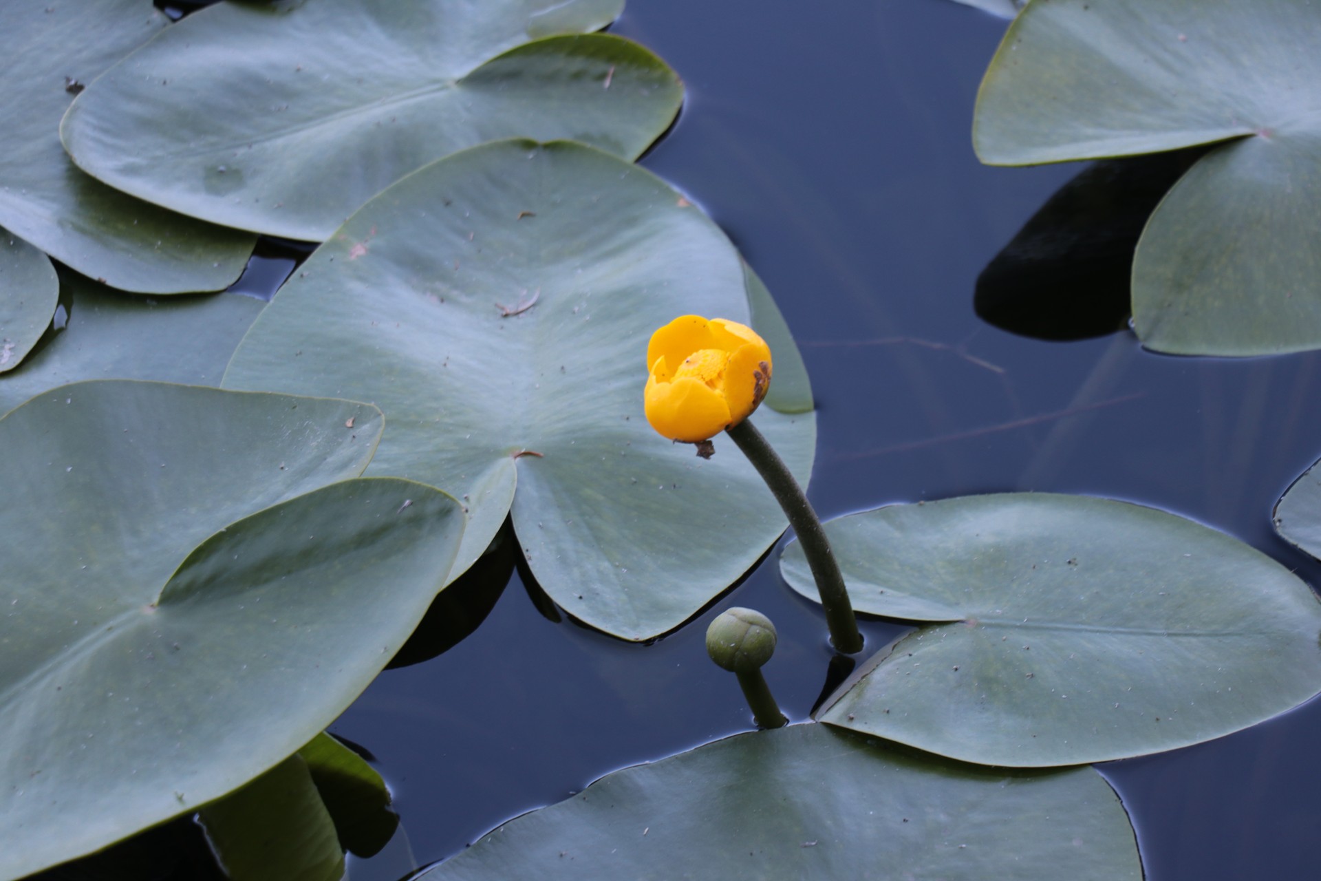 Warning for tourists: Hefty fines for picking endemic flower