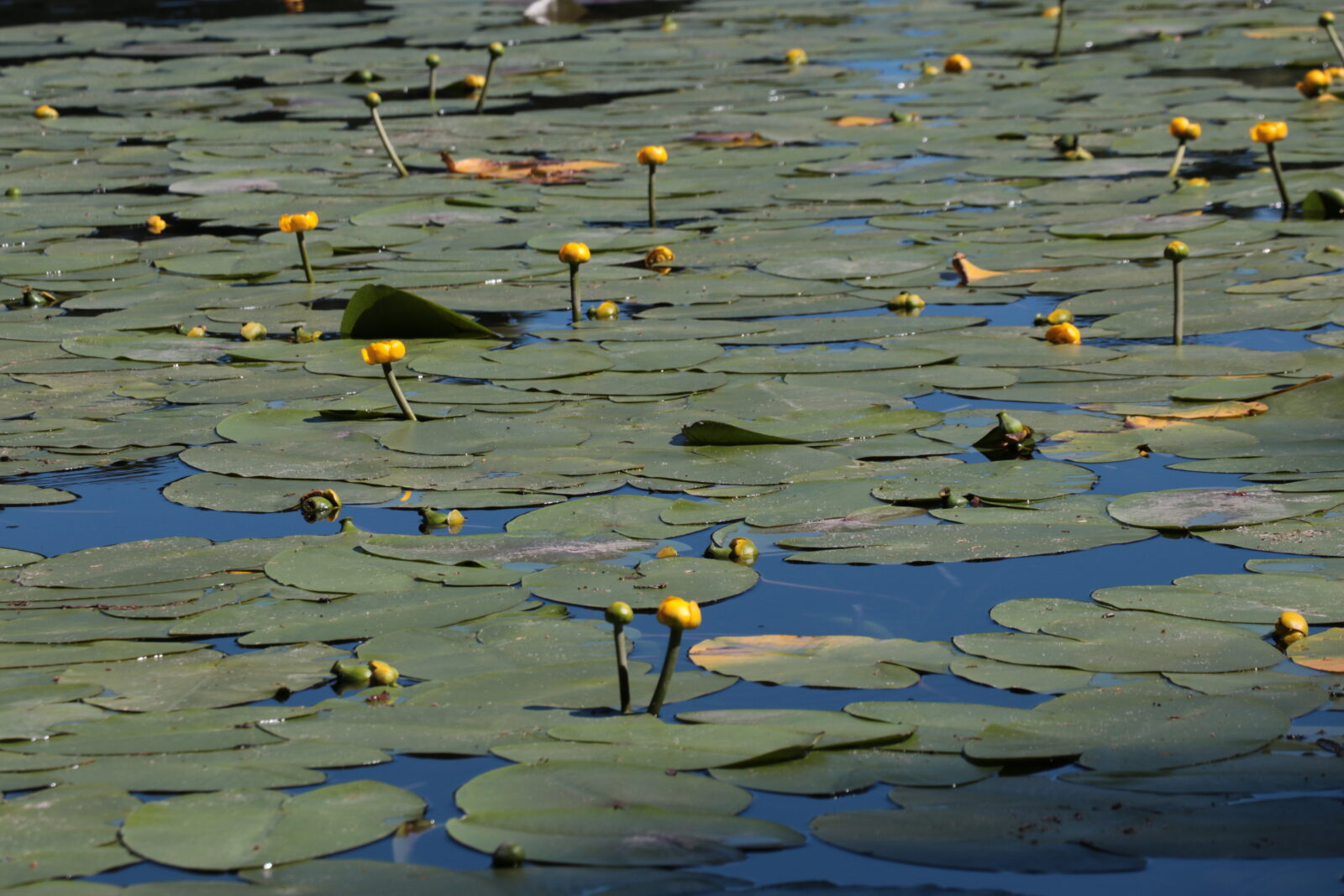 Warning for tourists: Hefty fines for picking endemic flower