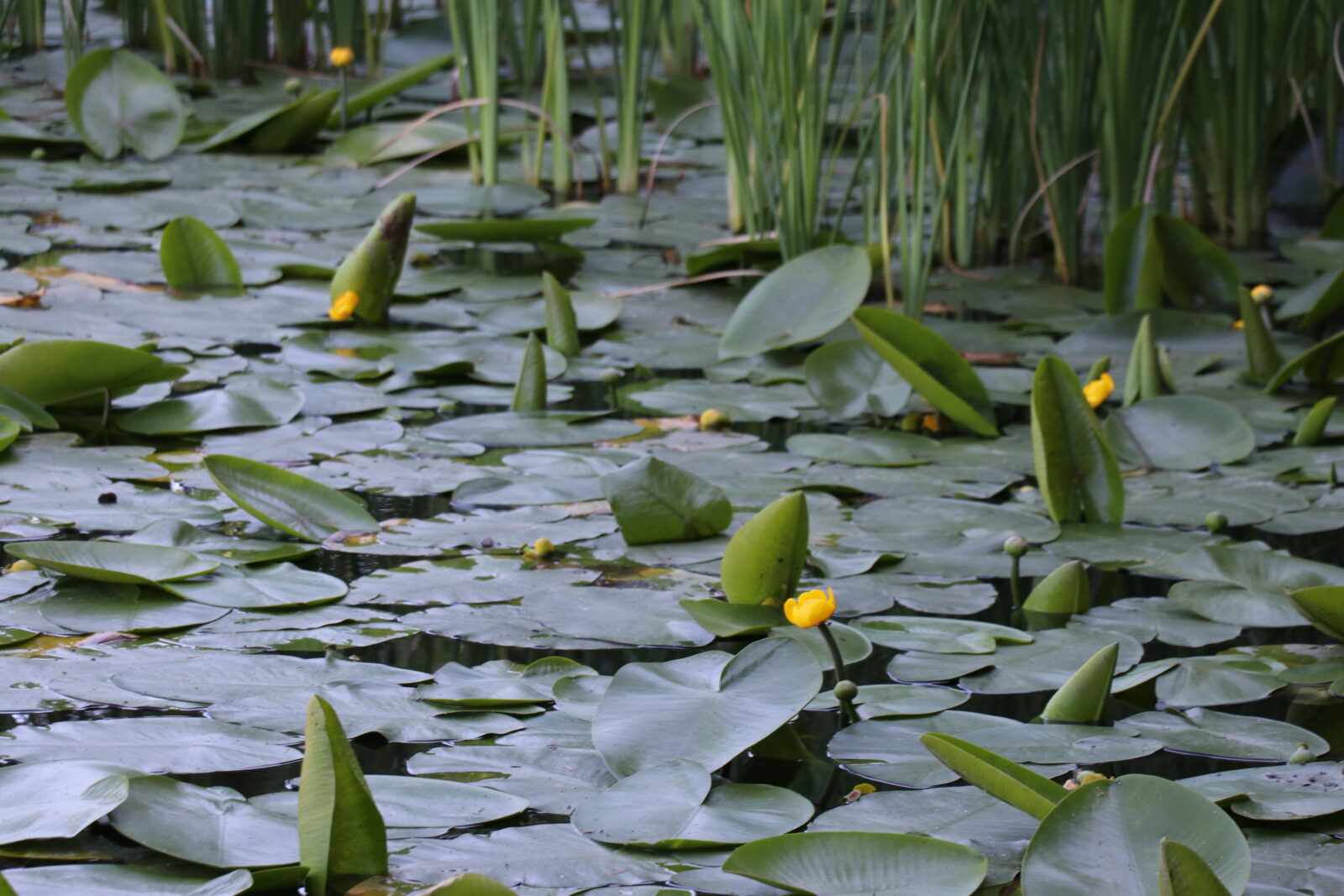 Warning for tourists: Hefty fines for picking endemic flower