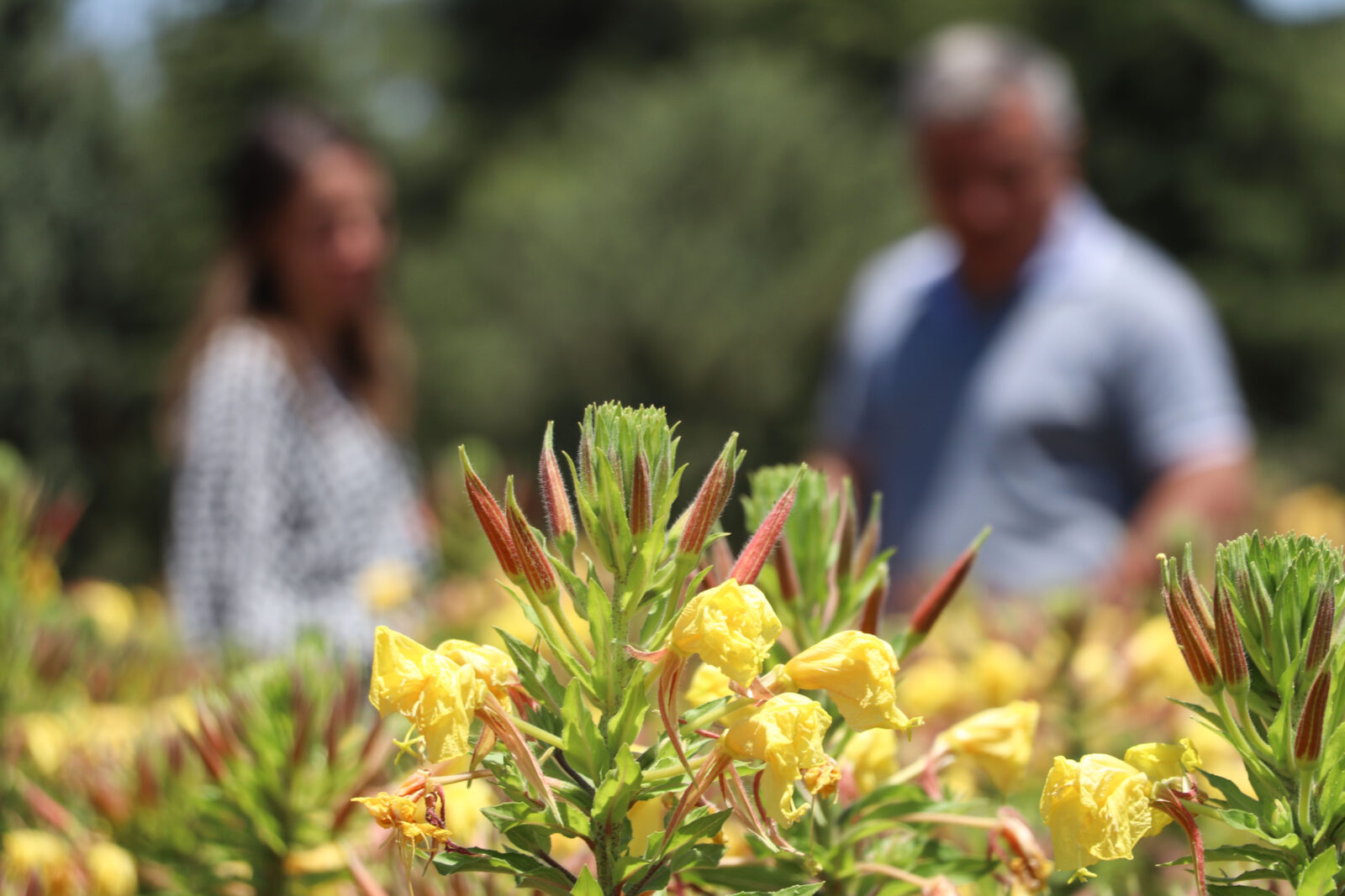 Turkish scholars reveal native N. American plant can thrive in Türkiye