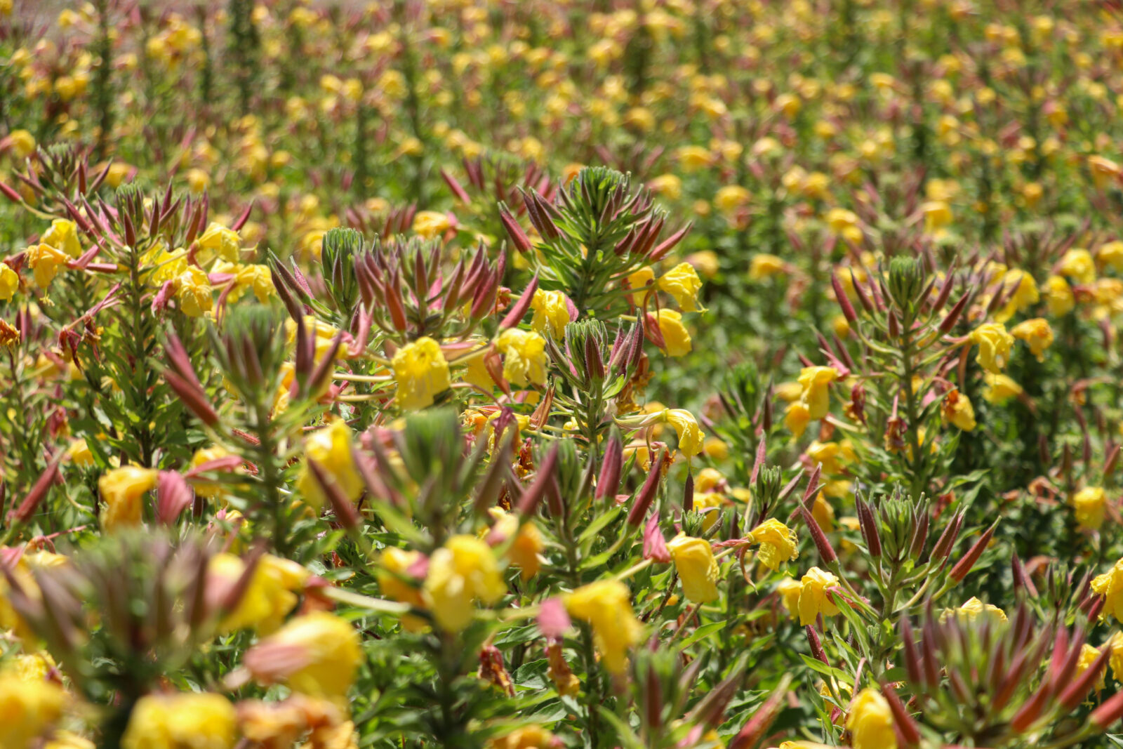 Turkish scholars reveal native N. American plant can thrive in Türkiye