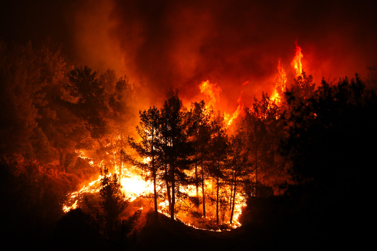 Guide on what to do as devastating wildfires ravage Türkiye's coastal regions