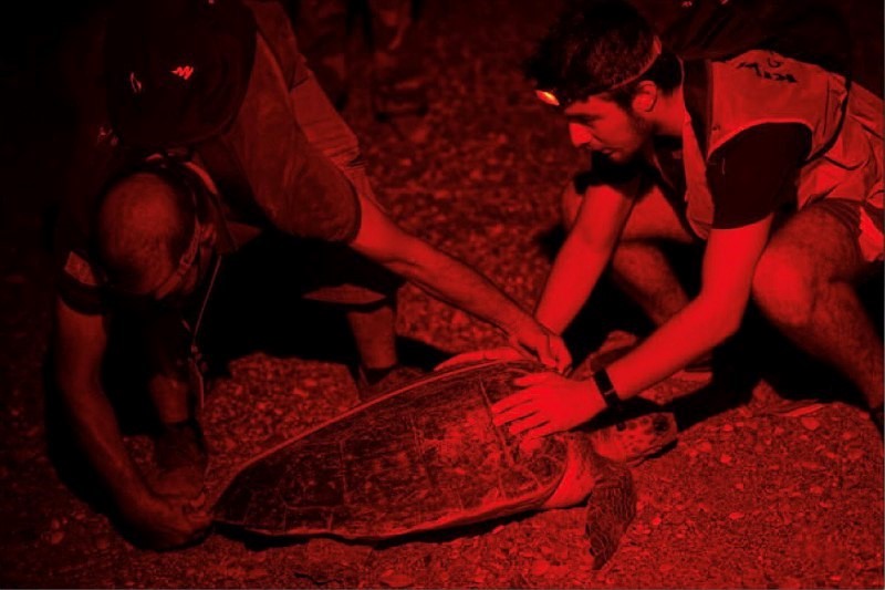Record numbers of sea turtle nests expected in Antalya, marking 30-year high