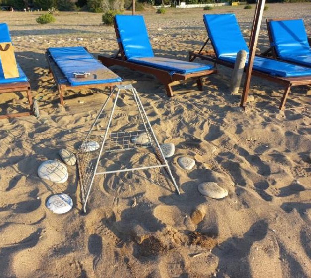 Record numbers of sea turtle nests expected in Antalya, marking 30-year high