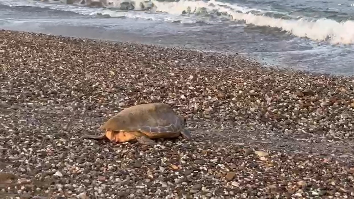 2 YIL ÖNCE ALANYA'DA CARETTA CARETTA YUVALARINDA REKOR KIRILDI (RIZA YANIK/ANTALYA-IHA)
Caretta carettalar için 18 yildir Alanya'nin Yesilöz ve Ugrak mahallelerinde gönüllü olarak araliksiz nöbet tutan Güldane Sahin, simdiden geçen yilin iki kati yuva tespit ettiklerini ifade ederek, "Bu son yillarin en büyük rekoru diyebiliriz" dedi.