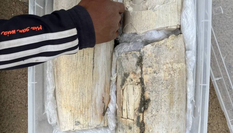 4,000-year-old mammoth remains found in Kyrgyzstan