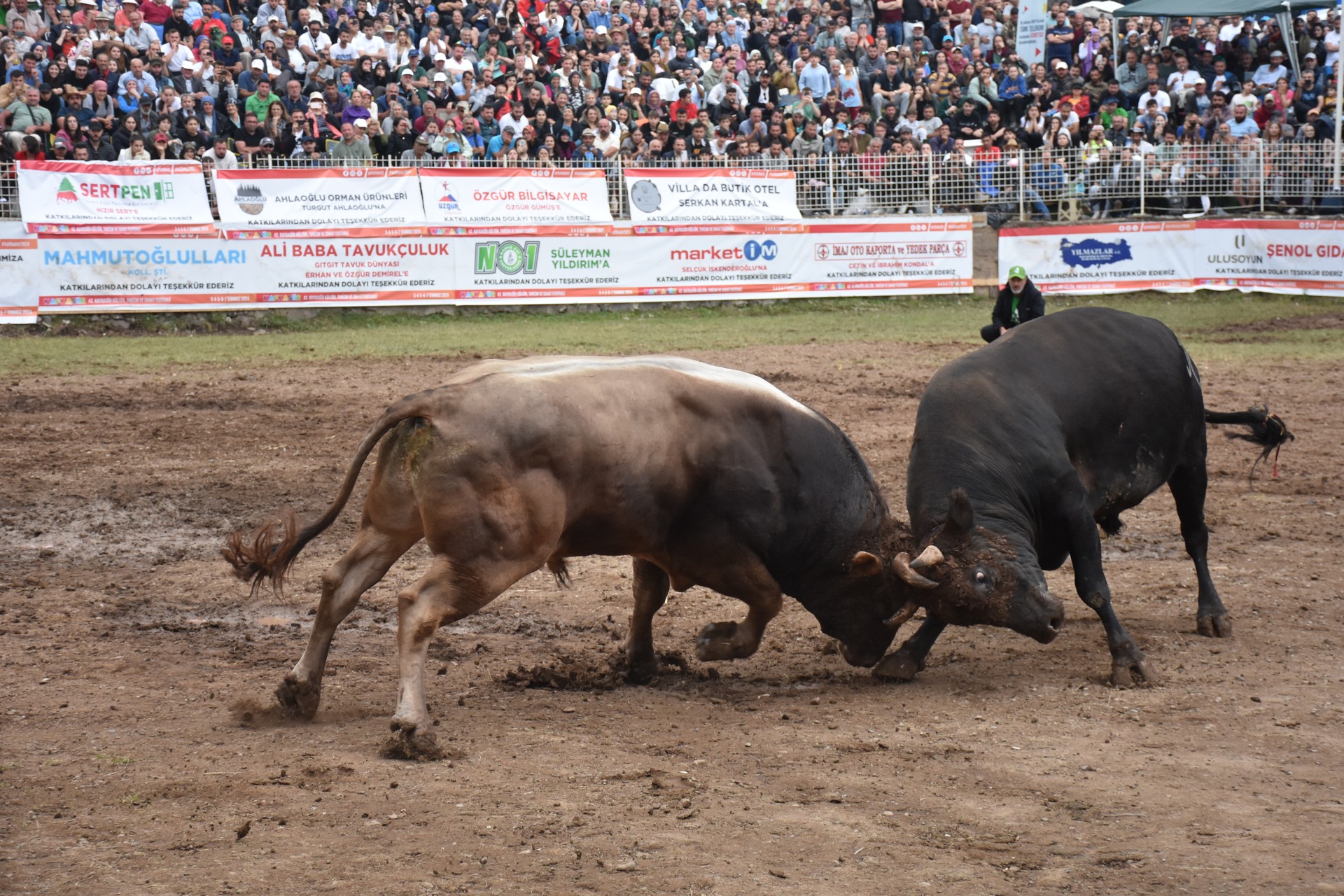 108 bulls compete in 200-year-old bullfighting competition in Türkiye's Artvin