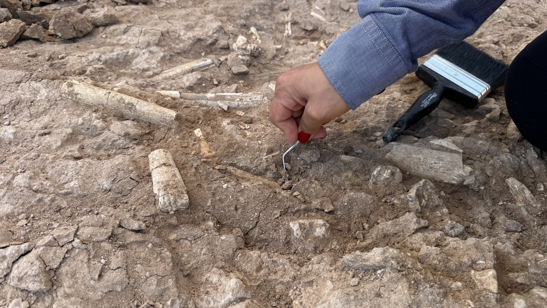 Türkiye's 7.5 million-year-old fossil discoveries shape global paleontology narrative