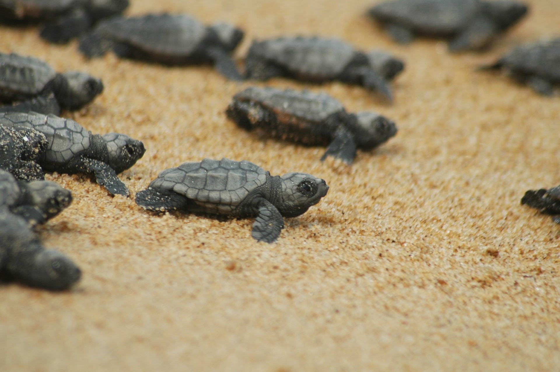 Doubling nests, doubling hope: Caretta caretta conservation efforts in Türkiye