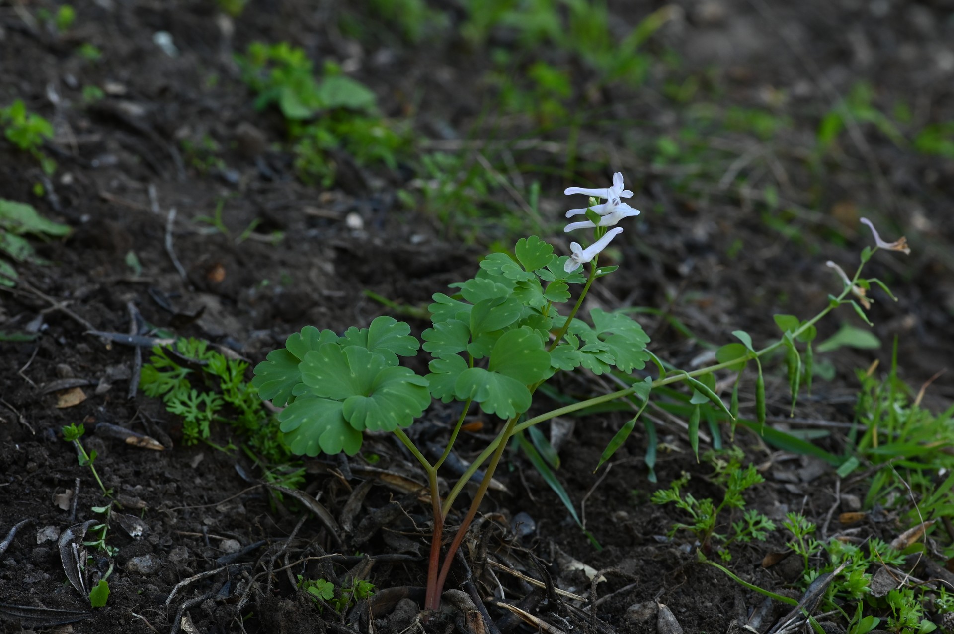 Hidden treasure revealed with new endemic plant species discovery in Türkiye's Latmos