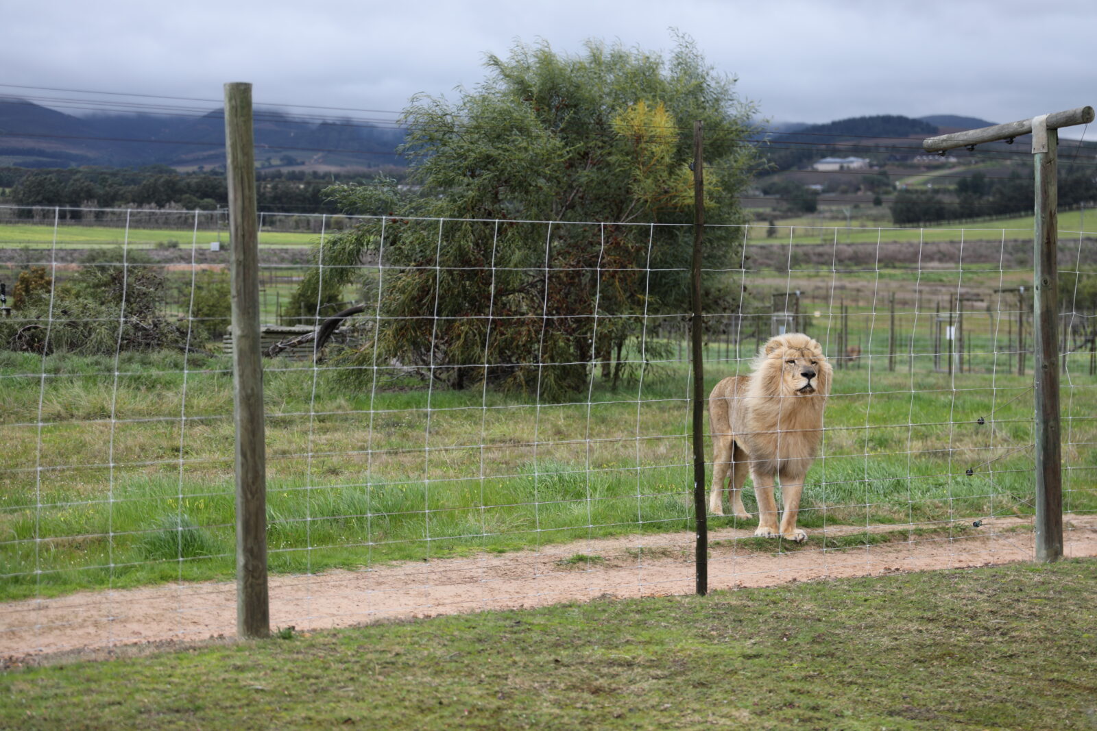 Lion populations in freefall: Trophy hunting, illegal trade to blame