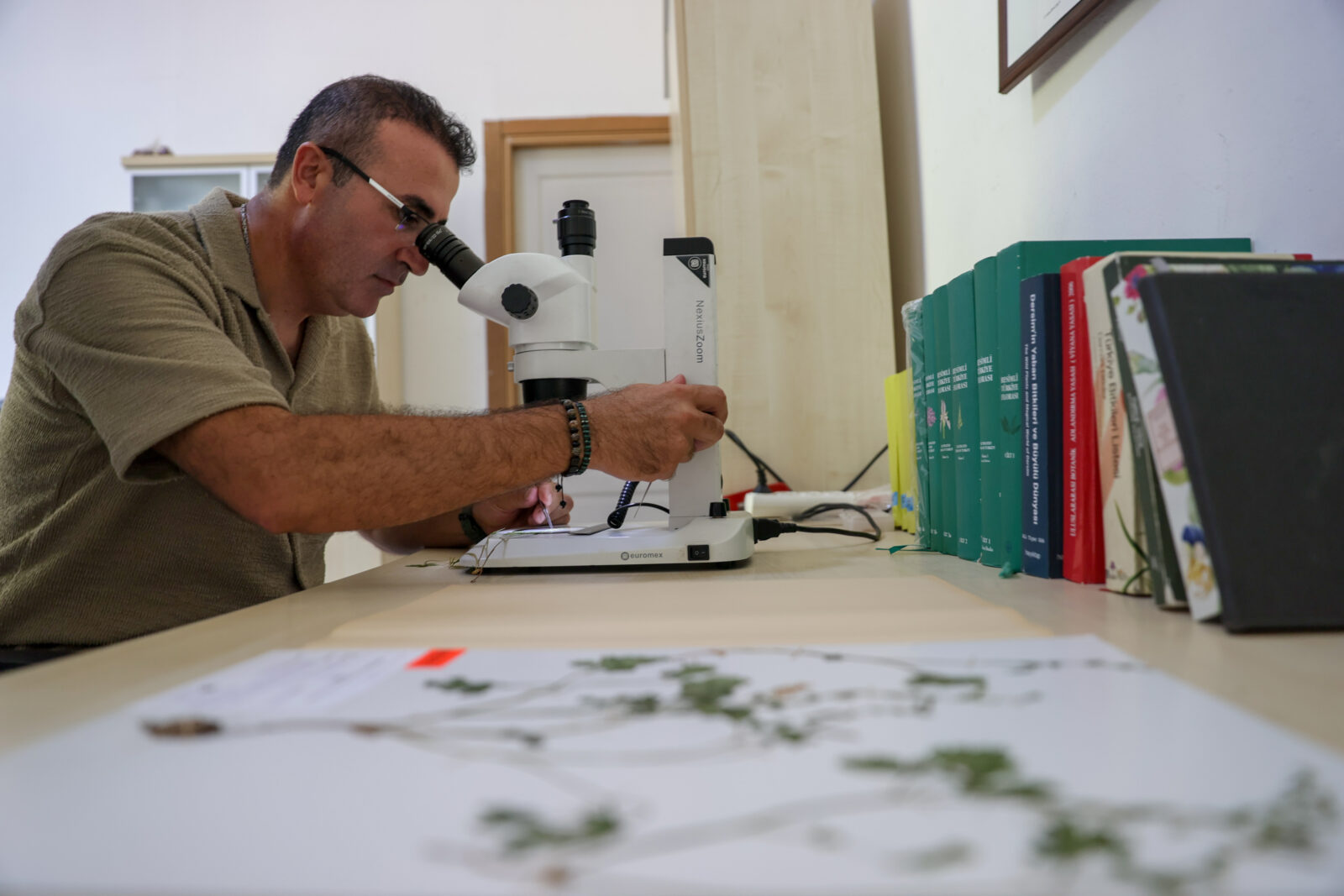 Professor Hasan Yildirim, director of Ege University Botanical Garden and Herbarium Application and Research Center, examines the new species of Latmos kazgagasi, Izmir, Türkiye, Aug. 26, 2024. (AA Photo)