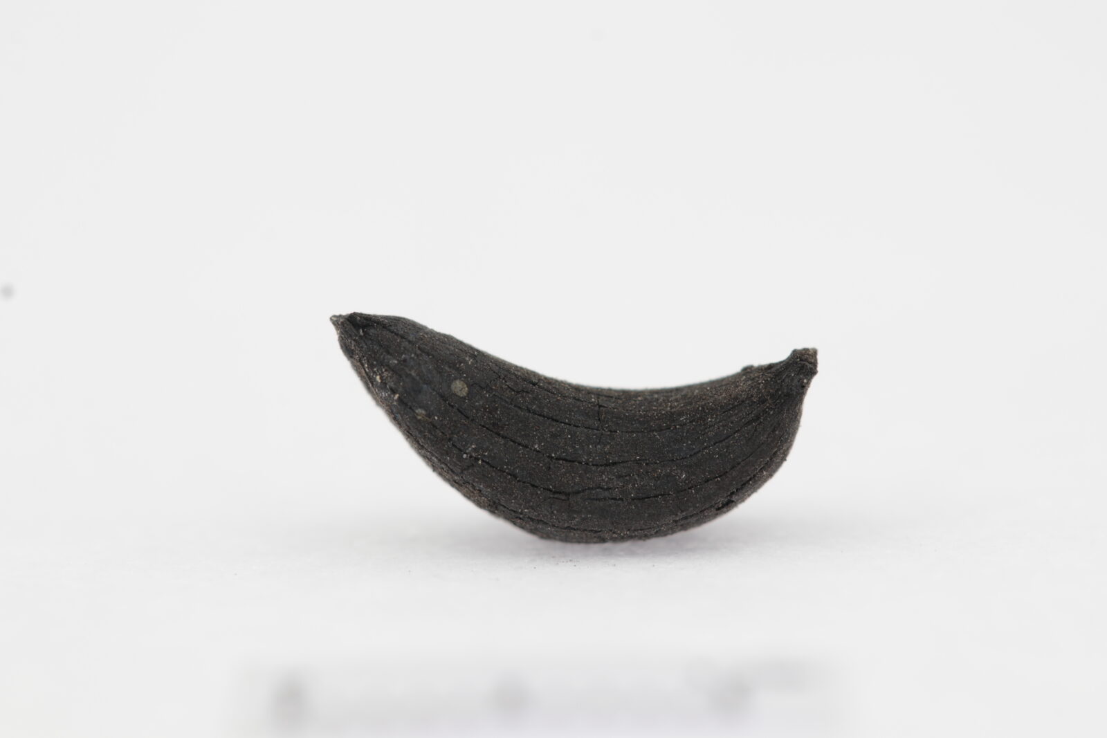 Excavation work at Yassihoyuk in Kahramanmaras has uncovered garlic clove dating back 2,800 years. Türkiye, August 23, 2024 (AA Photo)