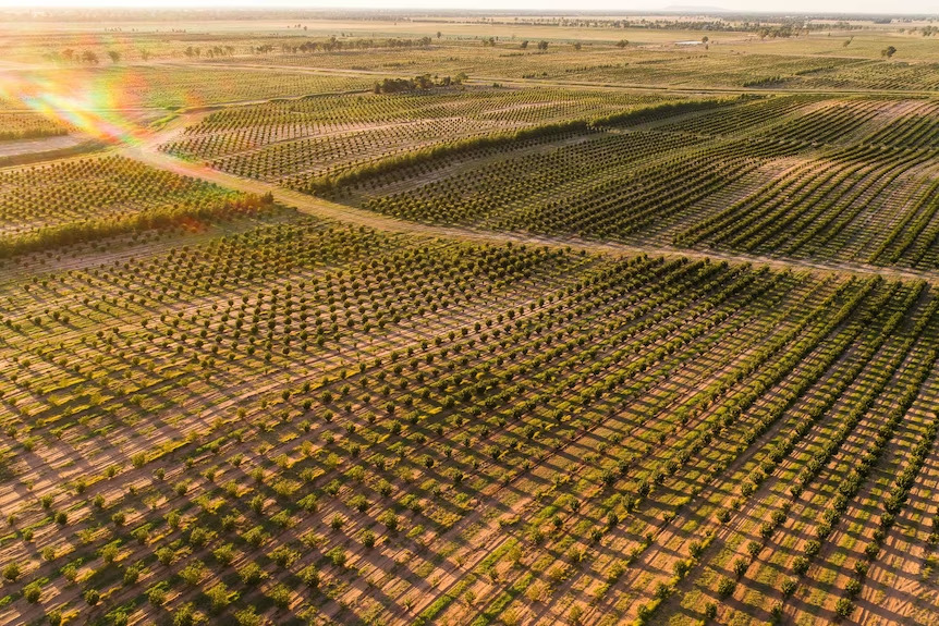 One million hazelnut trees were planted on a farm near Narrandera in southern NSW (Photo via Agri Australis)