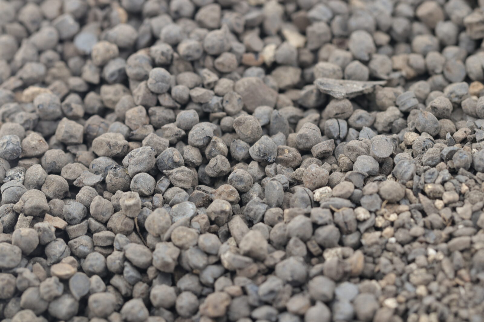 Excavation work at Yassihoyuk in Kahramanmaras has uncovered 21 kilograms of carbonized chickpeas dating back 2,800 years. Türkiye, August 23, 2024 (AA Photo)