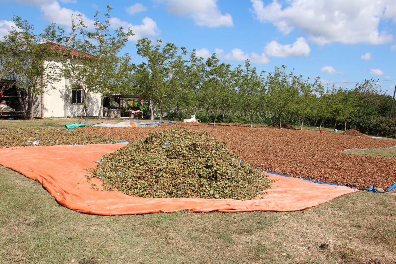 Hazelnuts being dried, Kandira, Kocaeli, Türkiye, August 16, 2024 (AA Photo)
