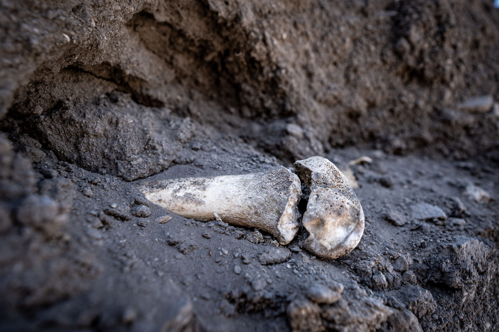 6,000-year-old settlement unearthed in eastern Türkiye