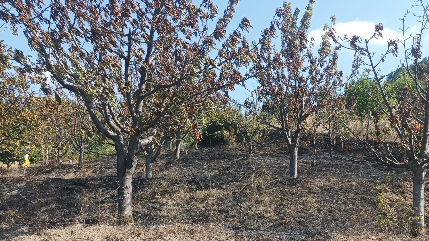 Fruit orchards damaged by fire in Tasova district of Amasya, Türkiye, August 24, 2024 (IHA Photo)