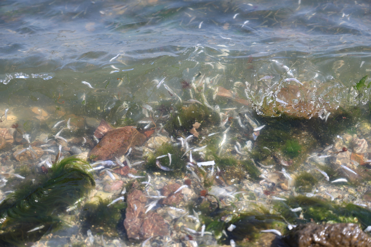 Plankton surge in Izmir triggers fish deaths and foul odor