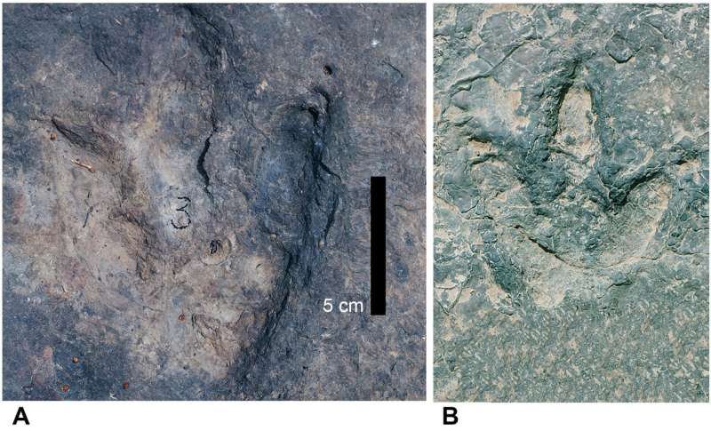 Two representative theropod tracks from the Koum Basin in Northern Cameroon (Photo by Ismar de Souza Carvalho, SMU)