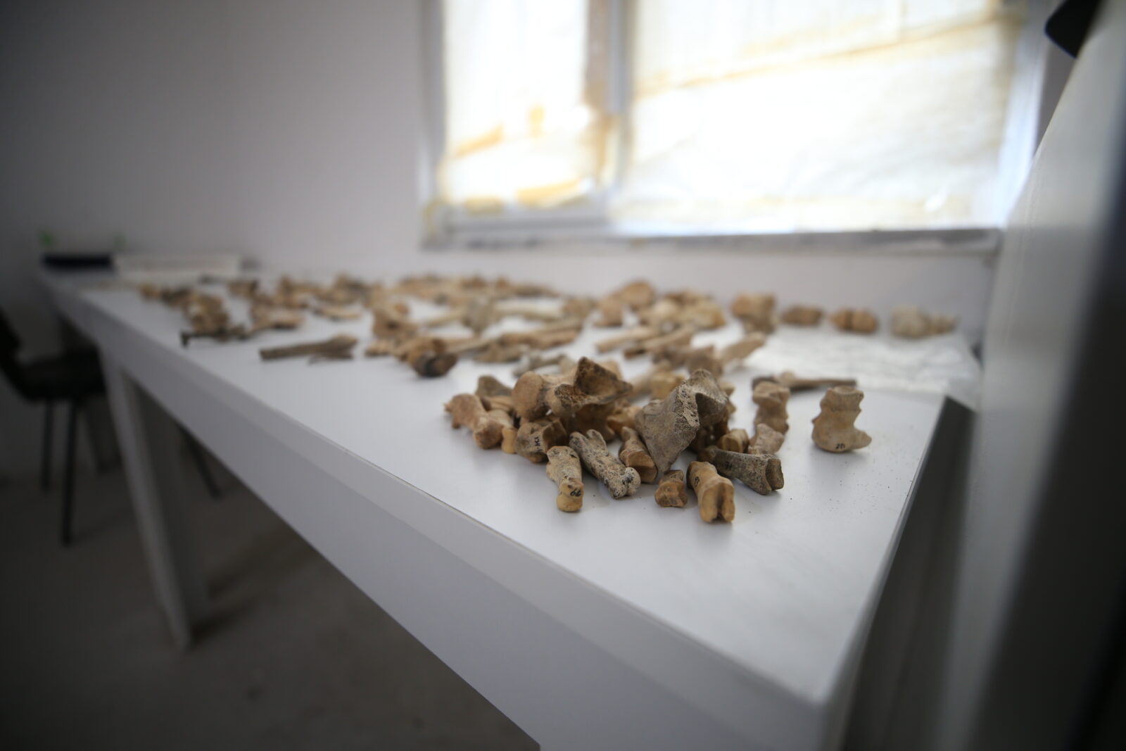 Animal bones found in the ancient city of Daskyleion on the shores of Lake Manyas in the Bandirma district of <a href=