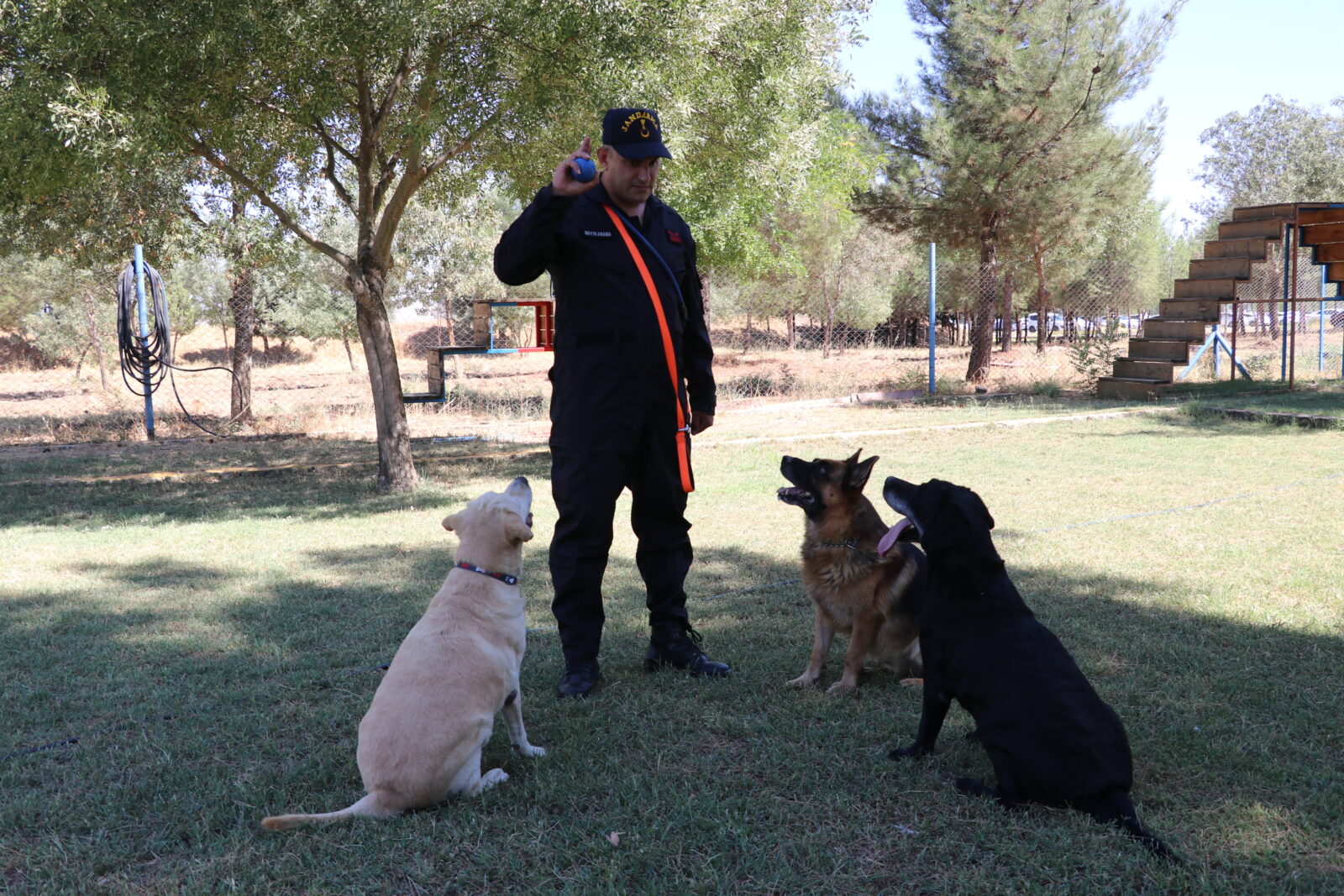 Detective dogs 