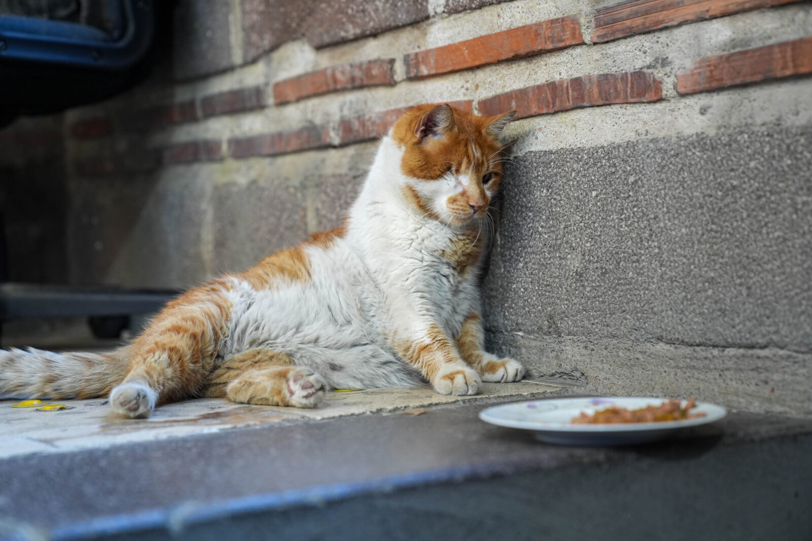 Izmir’s famous cat: Garfield lookalike charms visitors at Kemeralti bazaar
