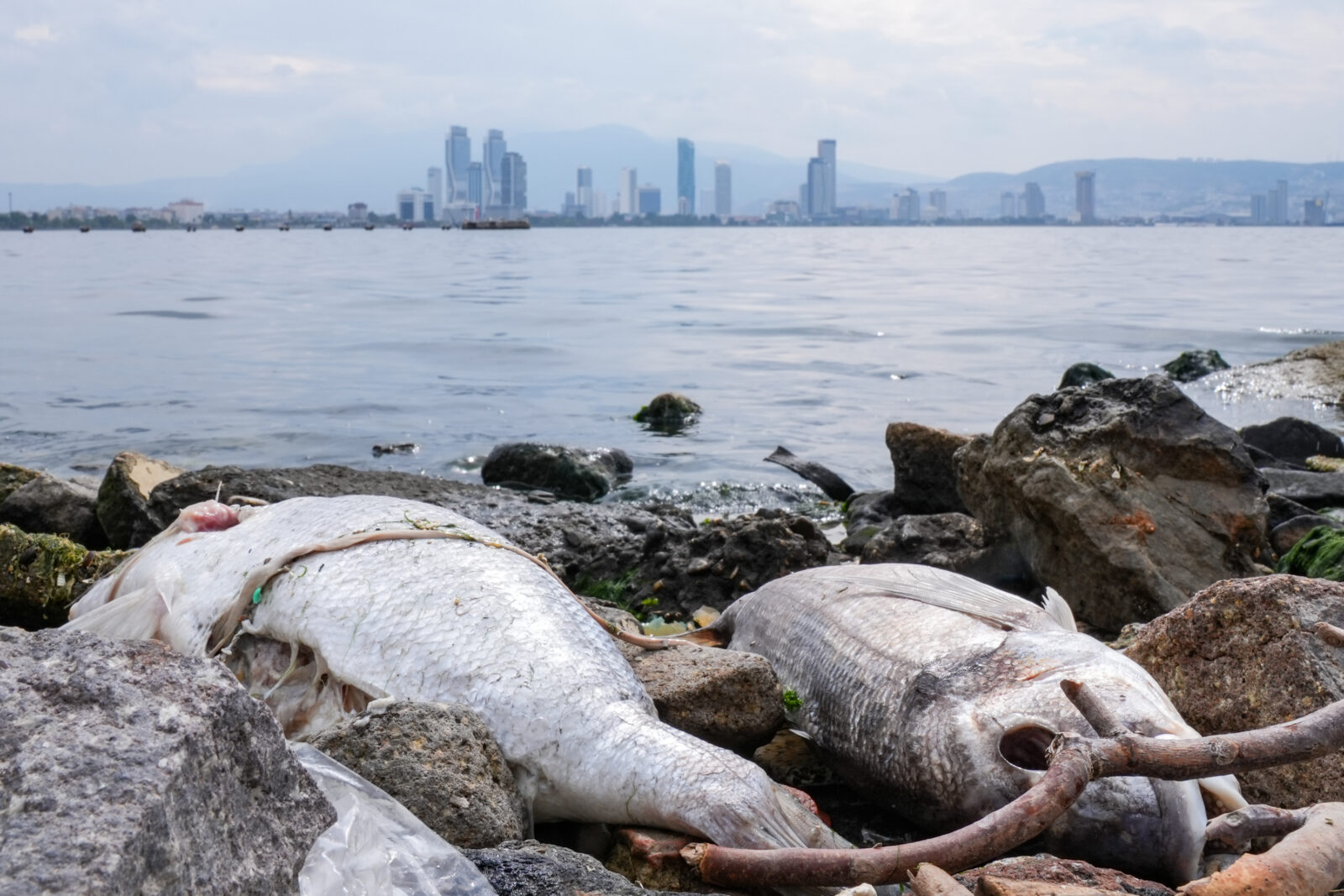 Dead fish have been spotted along the shores of Turan, in the Bayrakli district as pollution, water discoloration, and foul odors persist in Izmir Bay, Türkiye, September 10, 2024 (AA Photo)