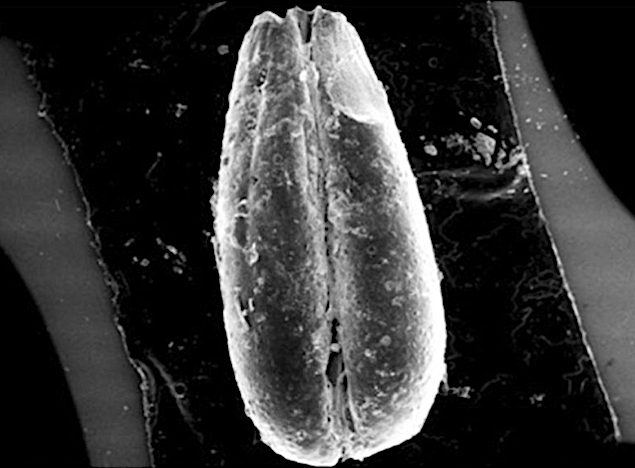 Two types of wheat seeds dating back to the Neolithic period have been found during archaeobotanical research conducted at Yumuktepe Hoyuk, one of the oldest settlements in Anatolia, located in Mersin, Türkiye, September 27, 2024 (AA Photo)