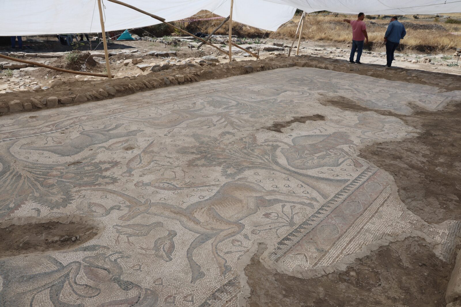 A farmer in Elazig accidentally discovered an 84-square-meter single-piece floor mosaic, believed to date back to the Late Roman and Early Byzantine Periods, while digging a hole for planting seedlings. Türkiye, Sept. 25, 2024. (IHA Photo)