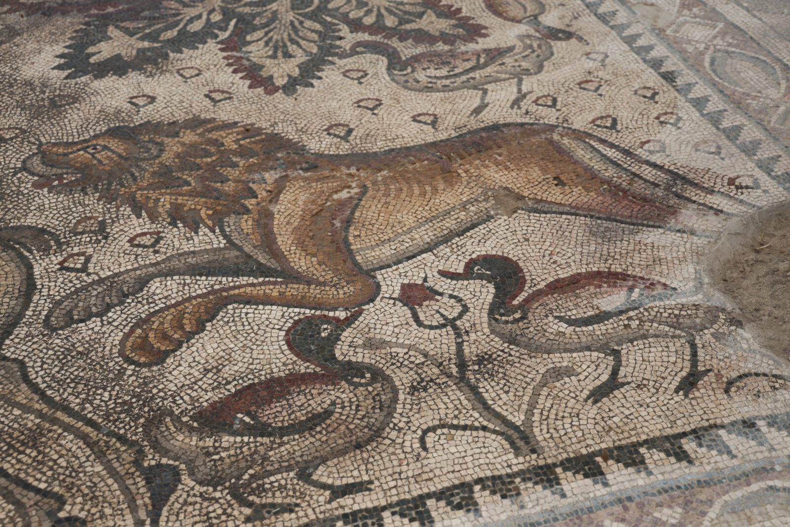 A farmer in Elazig accidentally discovered an 84-square-meter single-piece floor mosaic, believed to date back to the Late Roman and Early Byzantine Periods, while digging a hole for planting seedlings, Türkiye, Sept. 25, 2024. (IHA Photo)