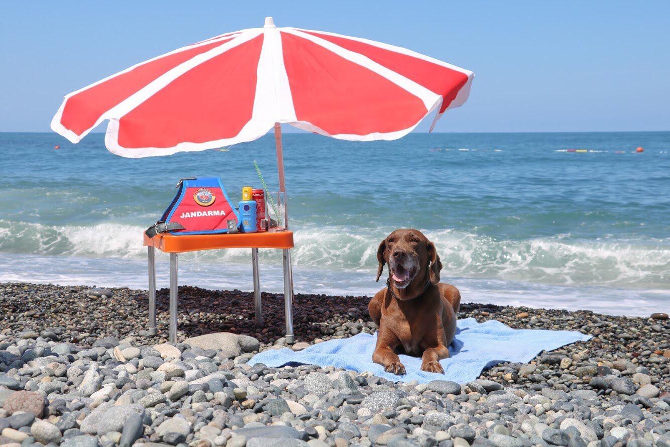 Vuslat, the drug detection dog who served for 10 years with the Artvin Provincial Gendarmerie Command, enjoys his retirement in these memorable photos, Türkiye, July 11, 2021 (IHA Photo)