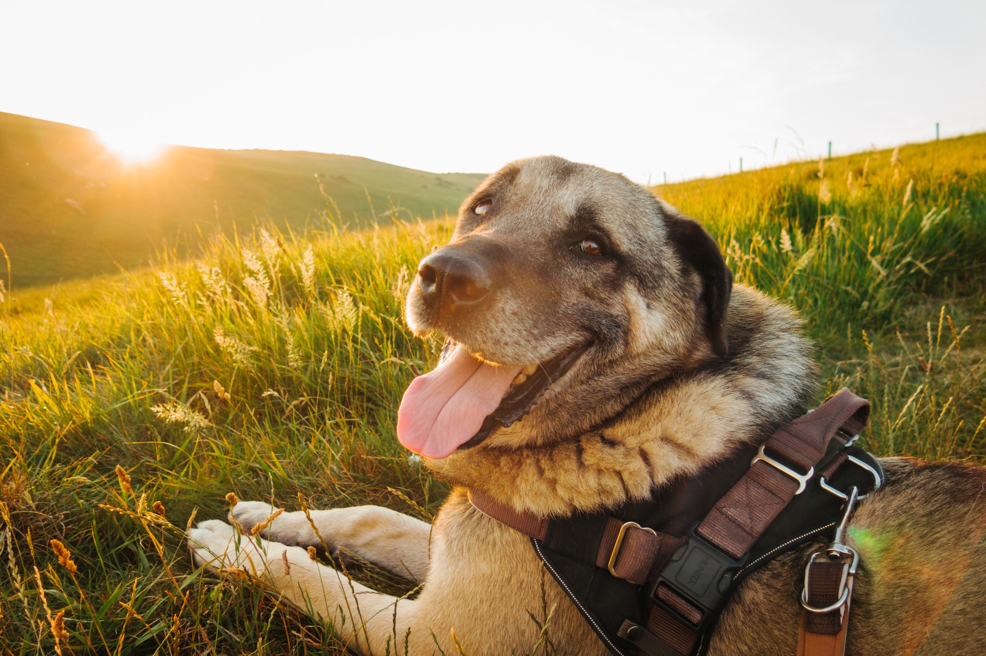 Fascinating facts about Türkiye’s native Kangal dog