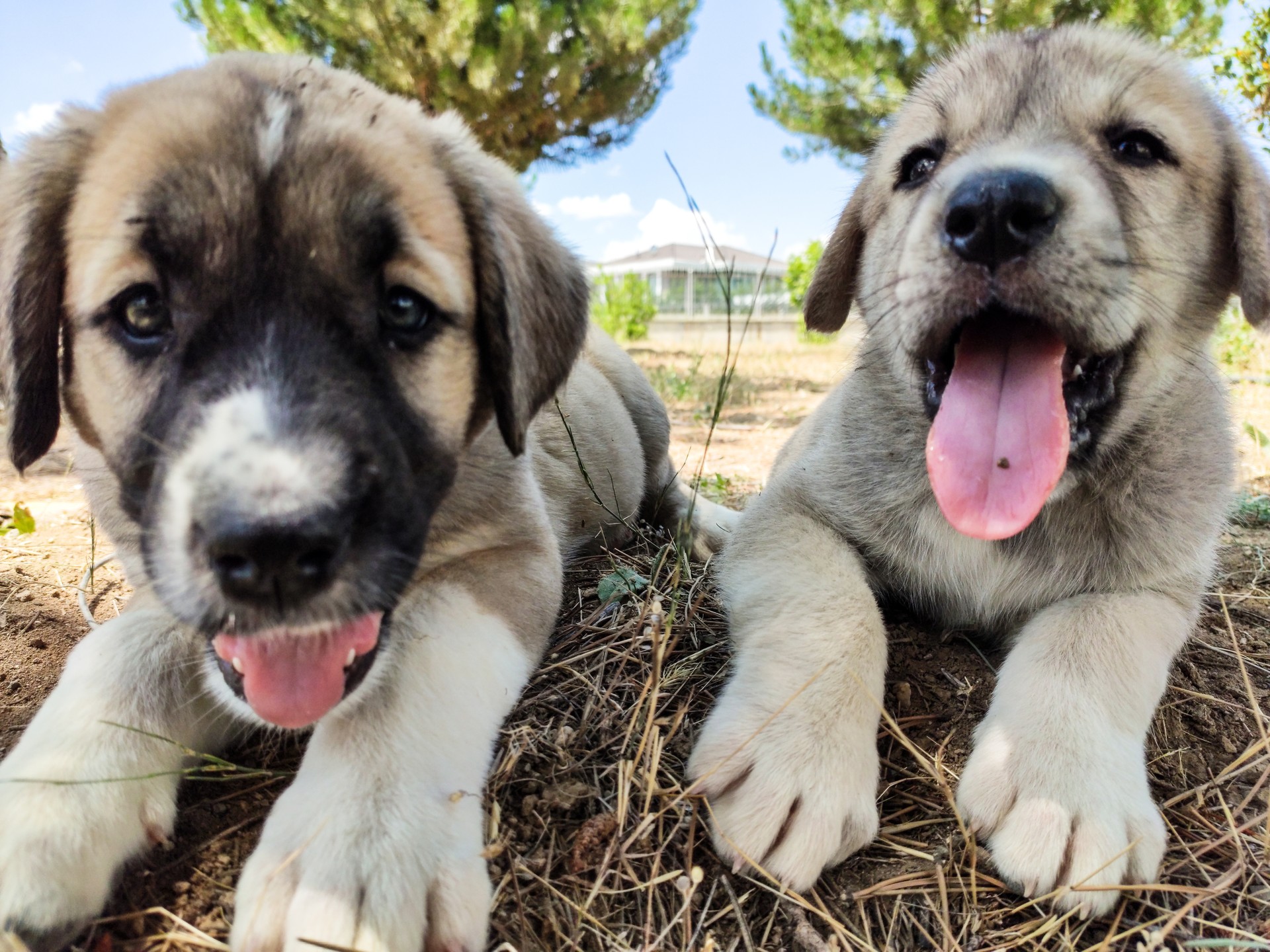 Puppy, Anatolian Shepherd Dog, Türkiye, September 11, 2024. (Adobe Stock Photo)